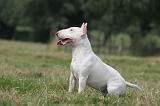 BULL TERRIER MINIATURE 082